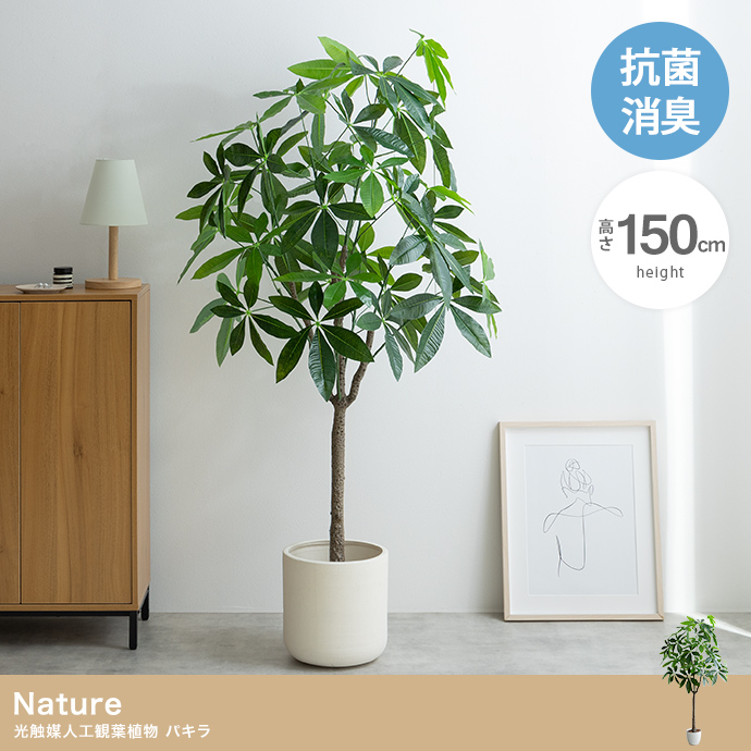 【高さ150cm】Nature 光触媒人工観葉植物 パキラ