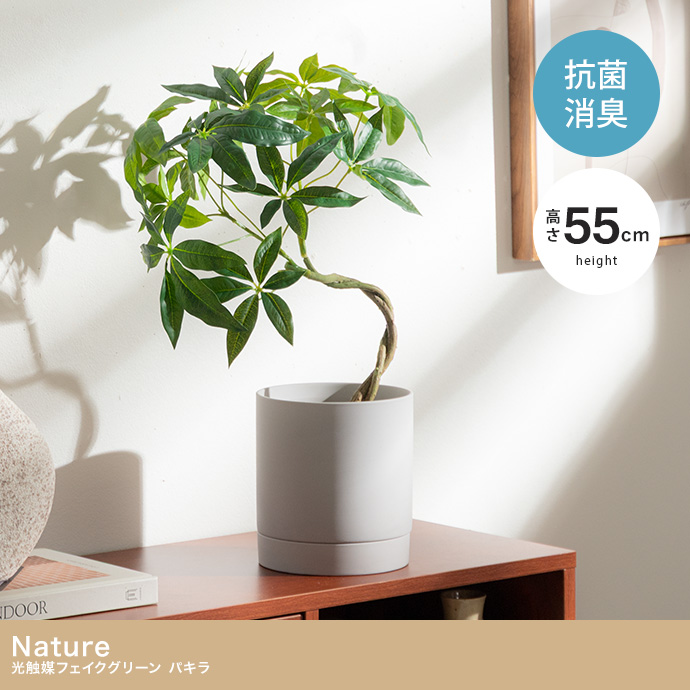 【高さ55cm】光触媒人工観葉植物 パキラ