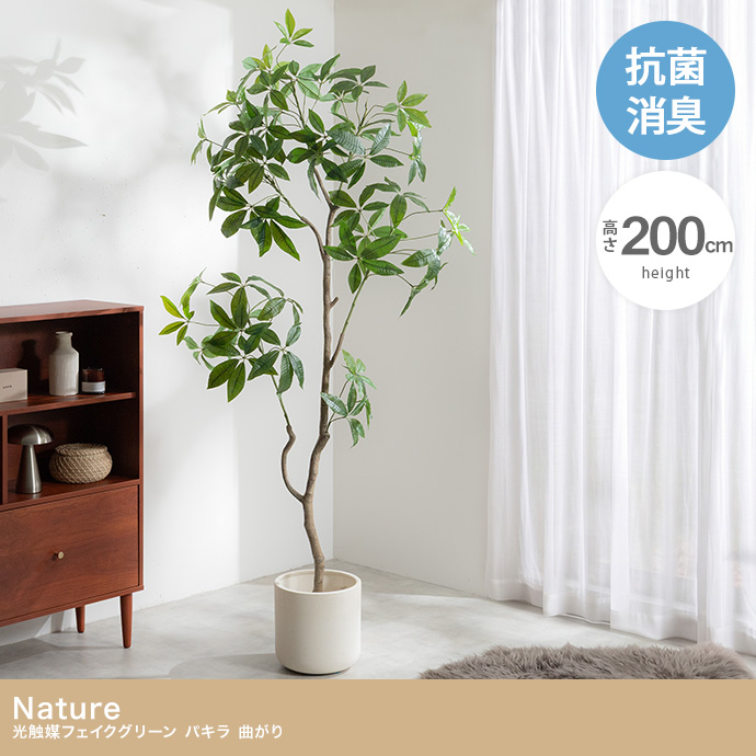 【高さ200cm】光触媒人工観葉植物 パキラ 曲がり